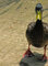 kaczka krzyżówka   - ♀ (Anas platyrhynchos) 