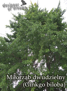 milorzab 7