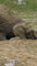 Słonica indyjska (Elephas maximus) - podczas zabawy
