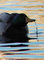 Krzyżówka - ♂ (Anas platyrhynchos) - zanieczszczone te wody