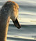 młody łabędź niemy - (Cygnus olor) - brzydkie kaczątko