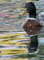 Krzyżówka - ♂ (Anas platyrhynchos) - kaczor na fali
