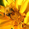 pszczoła skąpana w słońcu