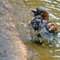 Wróbel zwyczajny - ♂ (Passer domesticus) W kąpieli 