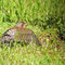 Kwiczoł (Turdus pilaris)