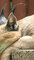 Ryś stepowy, Karakal (Caracal caracal) - słodki sen po posiłku
