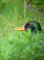 Krzyżówka - ♂ (Anas platyrhynchos) - kaczor portret