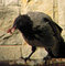 Wrona siwa - Corvus cornix