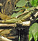 Agama błotna (Physignathus cocincinus) - żyje w tropikalnych lasach deszczowych
