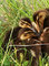 Krzyżówka (Anas platyrhynchos) - kacze pisklęta