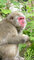 Makak japoński (Macaca fuscata)