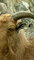 Owca grzywiasta, arui (Ammotragus lervia)