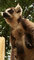 Lemur katta (Lemur catta) - toples :)