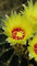 żółte kwiaty kaktusa