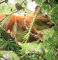 wiewiórka ruda (Sciurus Vulgaris) jedząca szyszki modrzewiu