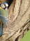 Sikora Modra inaczej Modraszka (Cyanistes caeruleus)