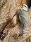 Sikora Modra inaczej Modraszka (Cyanistes caeruleus)