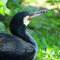 kormoran czarny (Phalacrocorax carbo)