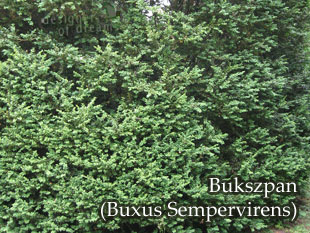 buxus bukszpan