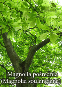 magnolia posrednia 1