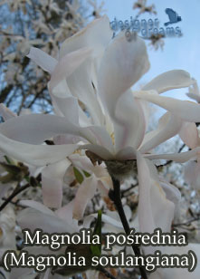 magnolia posrednia 3