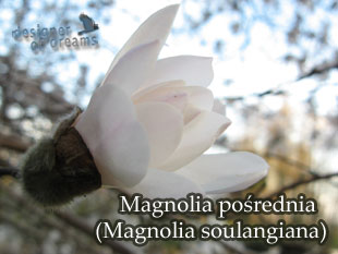 magnolia posrednia 4