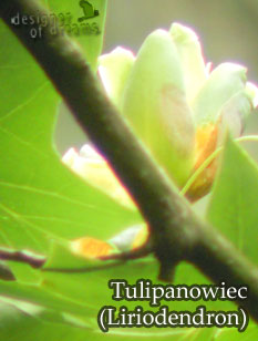 tulipanowiec 2